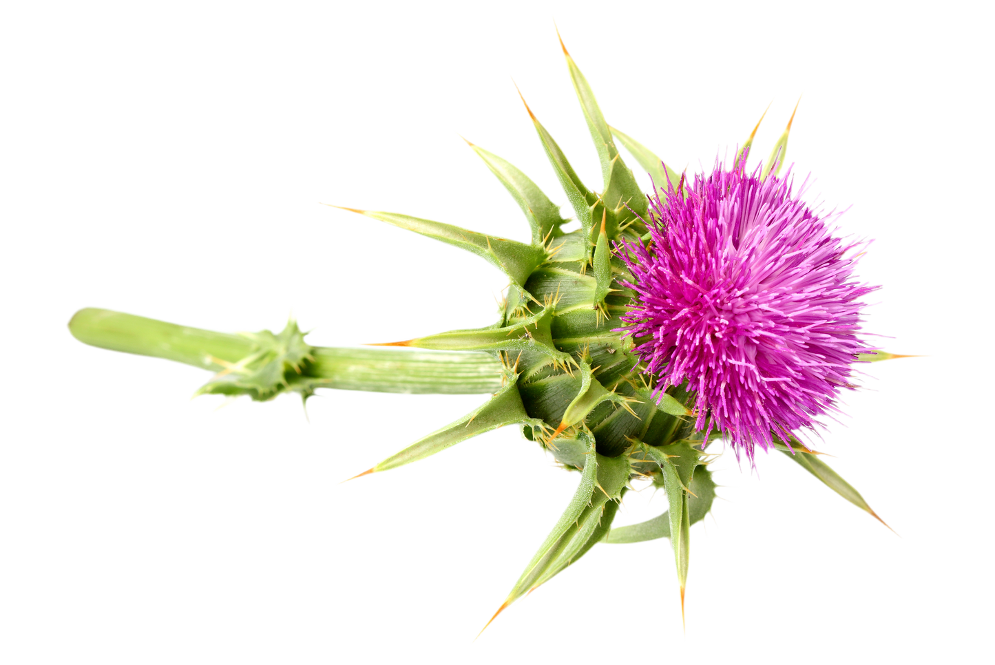 LIVER SUPPORT (120cps)