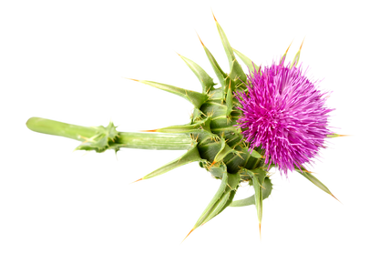 LIVER SUPPORT (120cps)